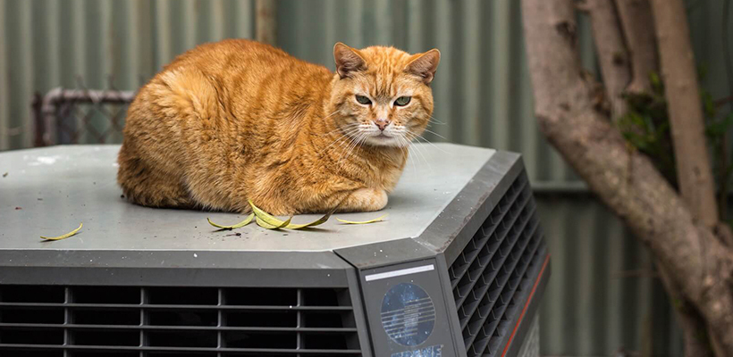 HVAC Maintenance Tips For Pet Owners